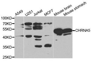 Western Blotting (WB) image for anti-Cholinergic Receptor, Nicotinic, alpha 5 (Neuronal) (CHRNA5) (AA 23-240) antibody (ABIN3022469) (CHRNA5 antibody  (AA 23-240))
