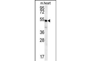 Western blot analysis in mouse heart tissue lysates (15ug/lane). (HEY2 antibody  (N-Term))