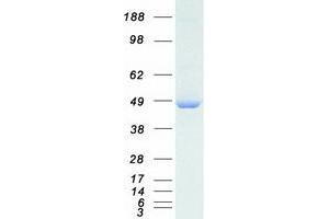 Validation with Western Blot (Dynamitin Protein (Myc-DYKDDDDK Tag))