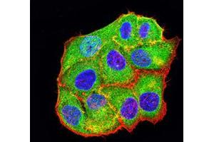 Immunofluorescence analysis of Hela cells using BCL2L10 mouse mAb (green). (BCL2L10 antibody  (AA 31-186))
