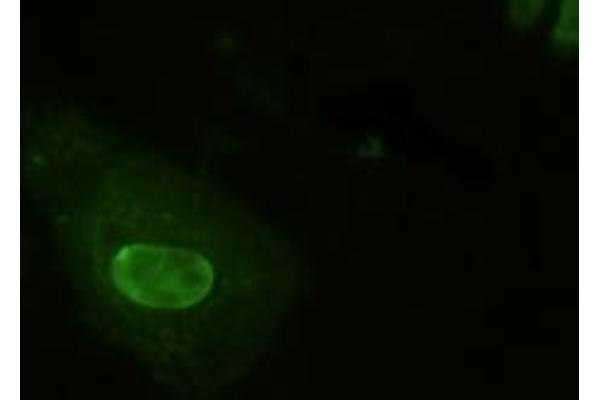 Neurogenin 1 antibody