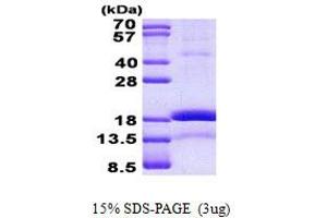 Image no. 1 for Chromatin Accessibility Complex 1 (CHRAC1) protein (His tag) (ABIN1098785) (CHRAC1 Protein (His tag))