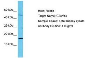 Image no. 1 for anti-Chromosome 8 Open Reading Frame 44 (C8ORF44) (AA 33-82) antibody (ABIN6750648) (C8ORF44 antibody  (AA 33-82))
