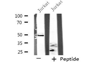 Septin 6 antibody  (Internal Region)