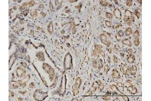 Image no. 4 for anti-Eukaryotic Translation Initiation Factor 2, Subunit 2 Beta, 38kDa (EIF2S2) (AA 1-101) antibody (ABIN599480) (EIF2S2 antibody  (AA 1-101))