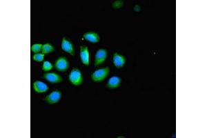 Immunofluorescent analysis of A549 cells using ABIN7157424 at dilution of 1:100 and Alexa Fluor 488-congugated AffiniPure Goat Anti-Rabbit IgG(H+L) (KRT4 antibody  (AA 1-534))