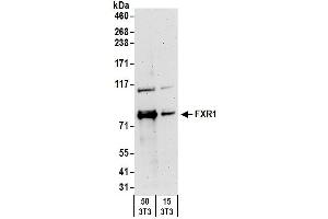 Western Blotting (WB) image for anti-Fragile X Mental Retardation, Autosomal Homolog 1 (FXR1) (AA 571-621) antibody (ABIN7450262)