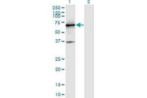 PTPRN antibody  (AA 205-311)