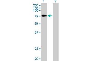 Western Blot analysis of TDP1 expression in transfected 293T cell line by TDP1 MaxPab polyclonal antibody.