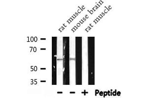 Western blot analysis of NCF2 expression in various lysates (NCF2 antibody  (N-Term))