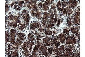 Image no. 1 for anti-Armadillo Repeat Containing 1 (ARMC1) antibody (ABIN1496724) (ARMC1 antibody)