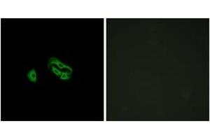 Immunofluorescence analysis of HeLa cells, using FPRL2 Antibody. (FPR3 antibody  (AA 304-353))