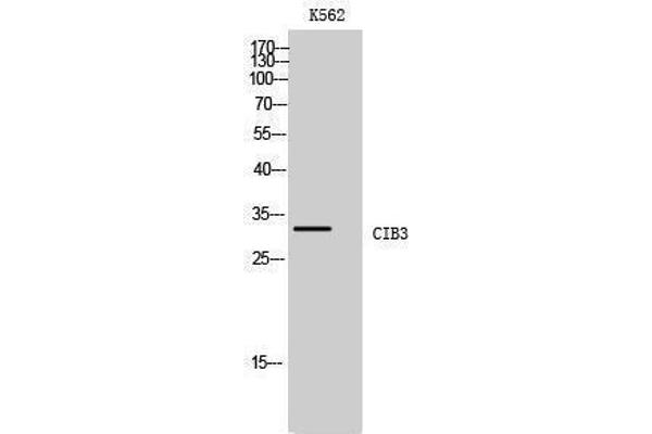 CIB3 antibody  (C-Term)