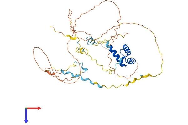 EN1 Protein (AA 1-401) (His tag)