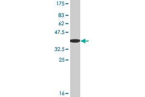 Western Blot detection against Immunogen (36. (GATM antibody  (AA 1-100))