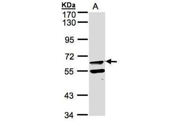 FPGT antibody