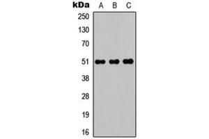 Western blot analysis of POTEA expression in HEK293T (A), Raw264. (POTEA antibody  (C-Term))