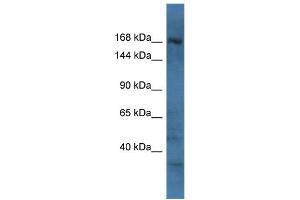 Host:  Rabbit  Target Name:  Rapgef2  Sample Type:  Mouse Brain lysates  Antibody Dilution:  1. (RAPGEF2 antibody  (C-Term))