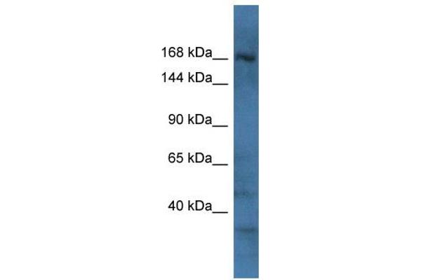 RAPGEF2 antibody  (C-Term)