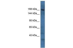 RAPGEF2 antibody  (C-Term)