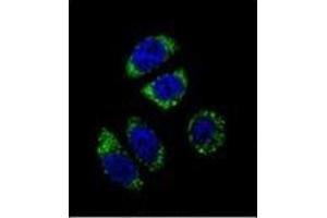 Confocal immunofluorescent analysis of Endothelin-1 Antibody (C-term) Cat. (Endothelin 1 antibody  (C-Term))