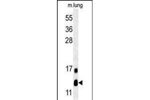 LYRM2 Antibody (N-term) (ABIN651574 and ABIN2840309) western blot analysis in mouse lung tissue lysates (35 μg/lane). (LYRM2 antibody  (N-Term))