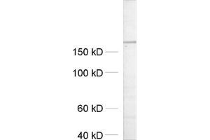 dilution: 1 : 500, sample: crude synaptosomal fraction of rat brain (P2) (UNC13A/Munc13-1 antibody  (AA 3-317))