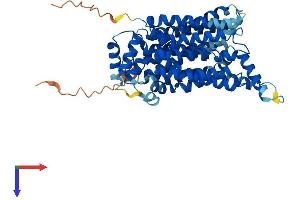 GLUT4 Protein (AA 1-509) (His tag)