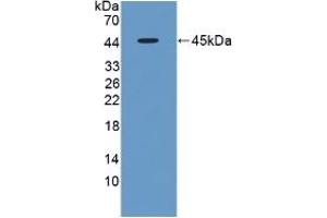 Detection of Recombinant FMOD, Rat using Polyclonal Antibody to Fibromodulin (FMOD) (Fibromodulin antibody  (AA 19-376))