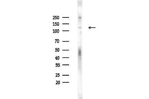 anti-EPH Receptor A7 (EPHA7) (Internal Region) antibody