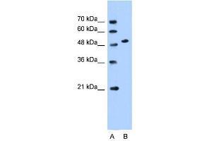SLC30A1 antibody used at 0.