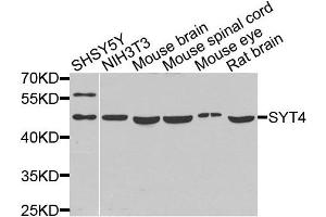 Western blot analysis of extracts of various cells, using SYT4 antibody.