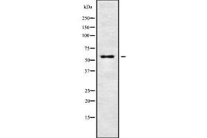 Western blot analysis of KCNG4 using Jurkat whole cell lysates (KCNG4 antibody  (Internal Region))