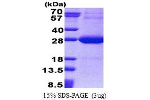 SDS-PAGE (SDS) image for NADH Dehydrogenase (Ubiquinone) Flavoprotein 2, 24kDa (NDUFV2) (AA 33-249) protein (His tag) (ABIN5853221)