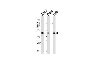 ALDH3A1 Antibody (Center) (ABIN392319 and ABIN2841970) western blot analysis in A549,Daudi,Hela cell line lysates (35 μg/lane). (ALDH3A1 antibody  (AA 254-284))