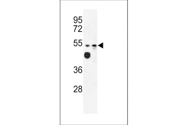 Tricellulin antibody  (C-Term)