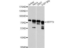 Western blot analysis of extracts of various cell lines, using SEPT9 antibody (ABIN5996148) at 1:3000 dilution.