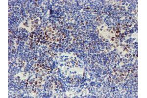 Image no. 9 for anti-WW Domain Containing Transcription Regulator 1 (WWTR1) antibody (ABIN1501763) (WWTR1 antibody)