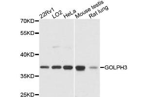 Western blot analysis of extracts of various cell lines, using GOLPH3 antibody. (GOLPH3 antibody)