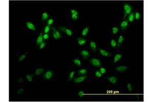 Immunofluorescence of monoclonal antibody to USF2 on HeLa cell. (USF2 antibody  (AA 1-100))