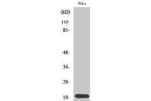 Western Blotting (WB) image for anti-serine/arginine-Rich Splicing Factor 3 (SRSF3) (C-Term) antibody (ABIN3187055) (SRSF3 antibody  (C-Term))