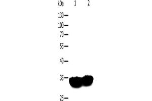Western Blotting (WB) image for anti-Tropomyosin 1 (Alpha) (TPM1) antibody (ABIN2422303) (Tropomyosin antibody)