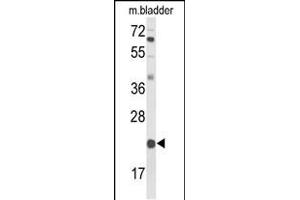 Western blot analysis of DGCR6 Antibody (Center) (ABIN653560 and ABIN2842939) in mouse bladder tissue lysates (35 μg/lane). (DGCR6 antibody  (AA 103-129))