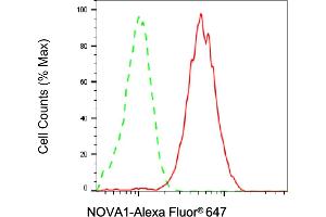anti-Neuro-Oncological Ventral Antigen 1 (NOVA1) antibody