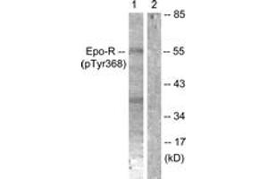 Western blot analysis of extracts from K562 cells, using Epo-R (Phospho-Tyr368) Antibody. (EPOR antibody  (pTyr368))