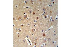 Immunohistochemistry analysis in formalin fixed and paraffin embedded brain tissue reacted with HSPA12A Antibody (Center) Cat. (HSPA12A antibody  (Middle Region))