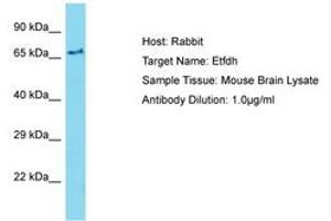 Image no. 1 for anti-Electron-Transferring-Flavoprotein Dehydrogenase (ETFDH) (AA 201-250) antibody (ABIN6750434) (ETFDH antibody  (AA 201-250))