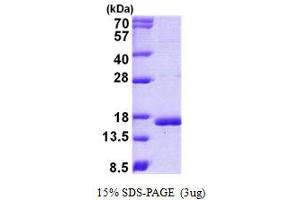 Image no. 1 for Cystatin C (CST3) protein (His tag) (ABIN1098585) (CST3 Protein (His tag))