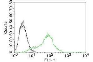 Flow Cytometric Analysis of human Ku (p70/p80) on 293T cells. (XRCC6/XRCC5 antibody)