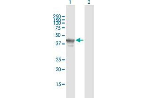 TCF19 Antikörper  (AA 1-345)